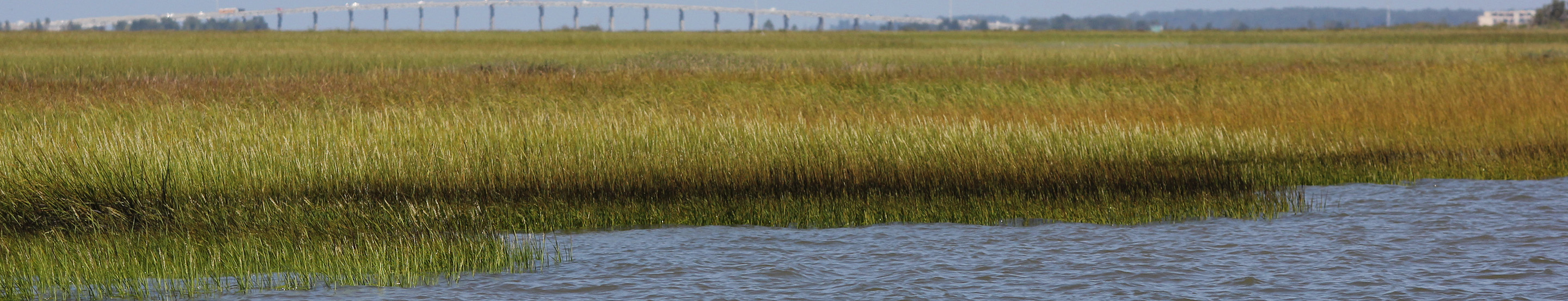 Oiled coasts mean oiled shorebirds: Brazil oil spill impacts shorebirds ...