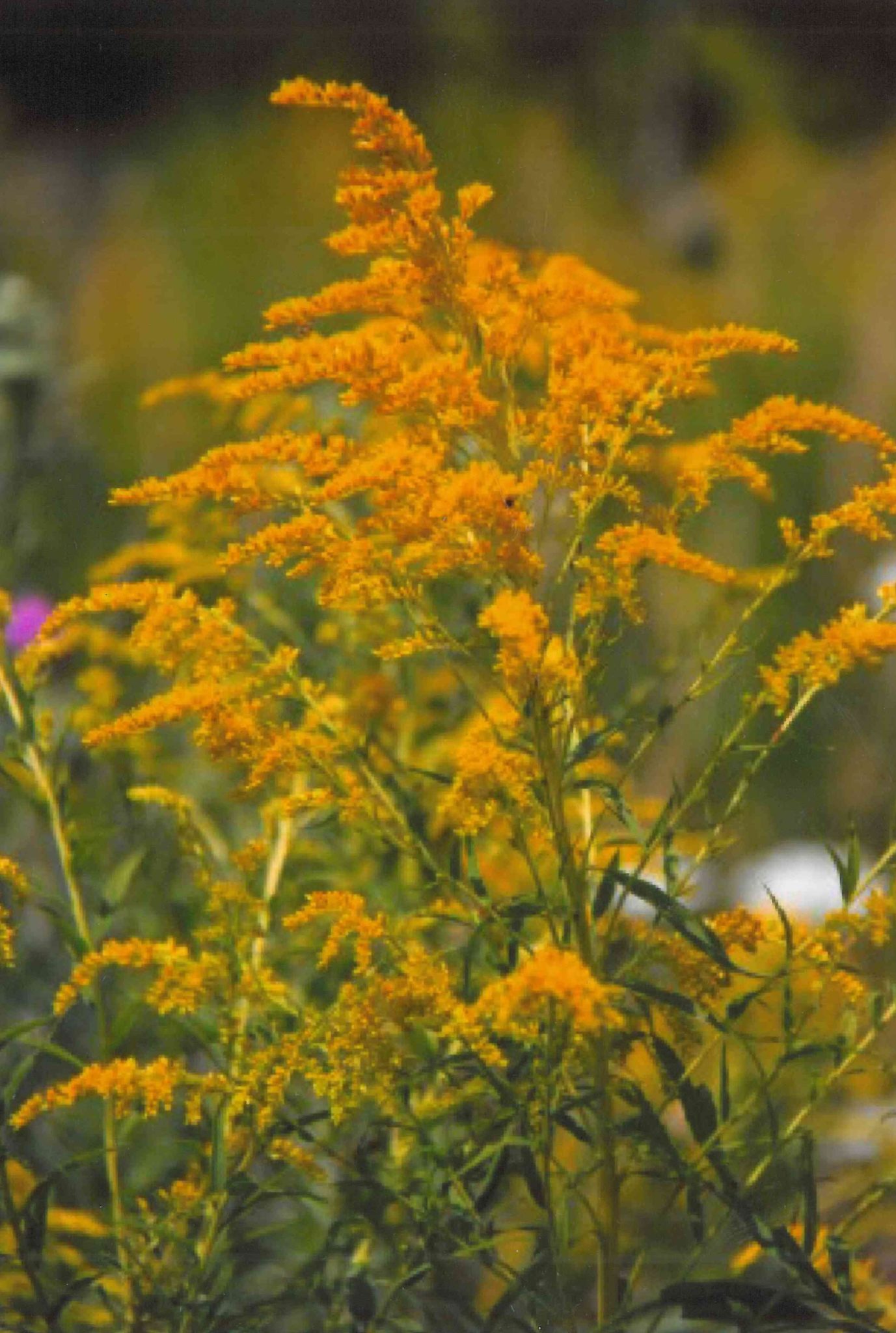 The gardens of autumn - Manomet