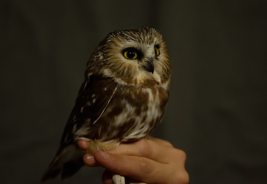 Owl banding: Fall 2020 update - Manomet