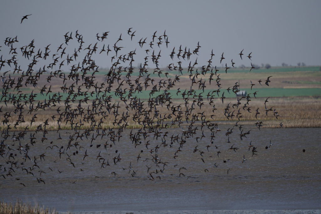 Kansas: The Heart of the Central Flyway - Manomet Conservation Sciences