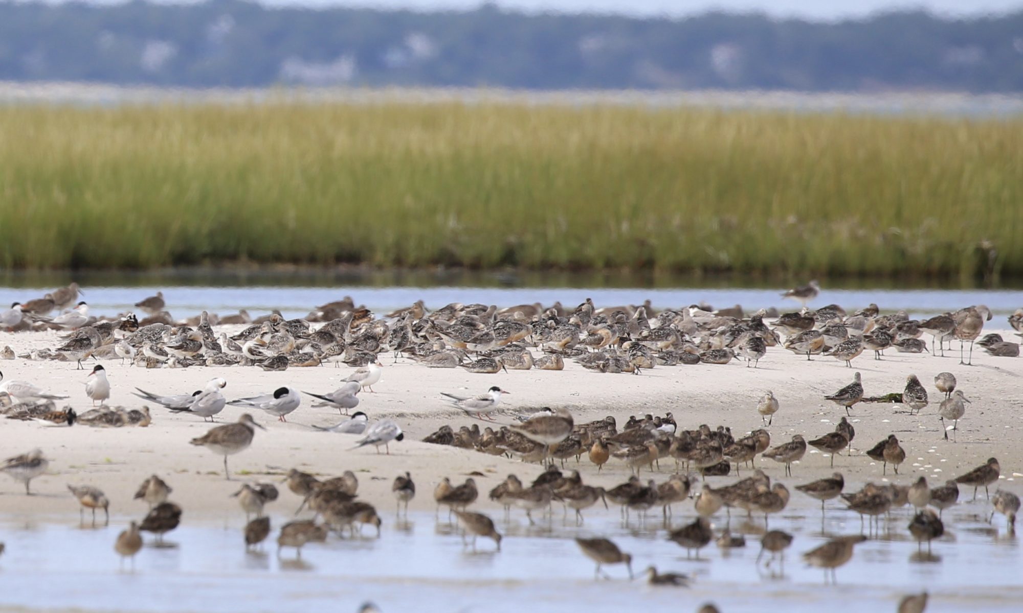 On Cape Cod, genetic sequencing of shorebird prey could revolutionize ...