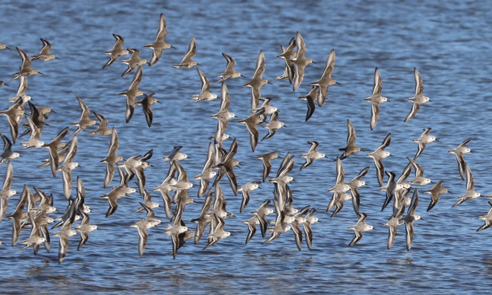 Results from recent shorebird study provide ‘huge leap forward’ in ...