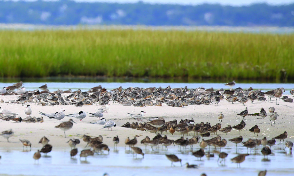 Mixed flock on Monomoy Island. Photo: Manomet/ Alan Kneidel.